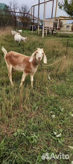 Коза дойная