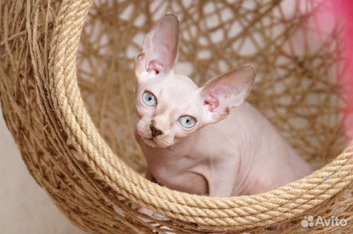 Канадский сфинкс котята