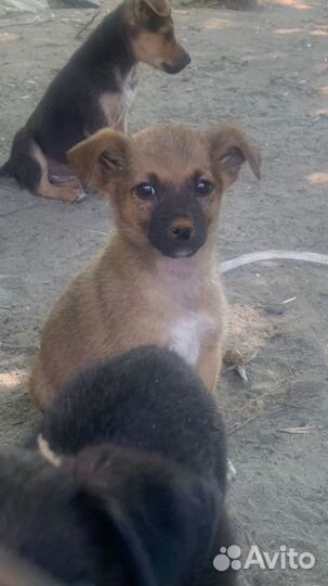 Отдам щенка в хорошие руки