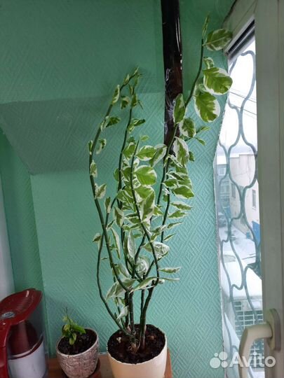 Молочай, педилантус, традесканция, фиалки