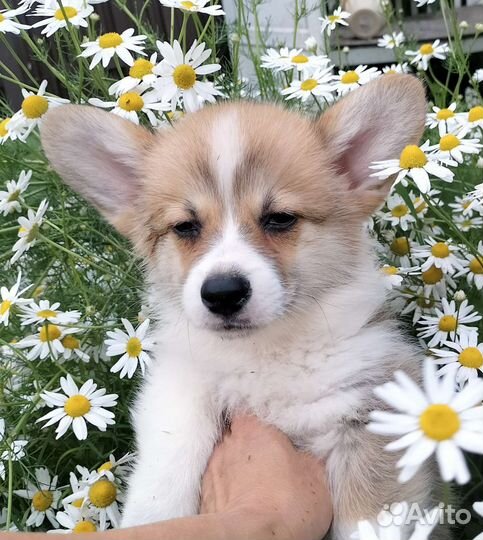 Вельш Корги Пемброк