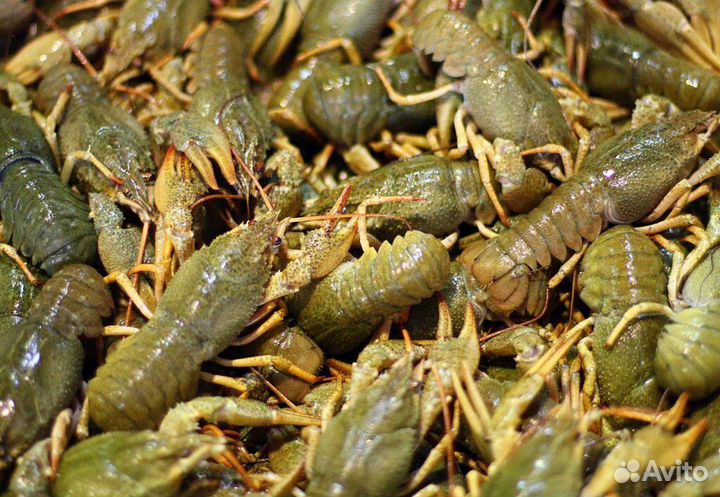 Живые раки оптом