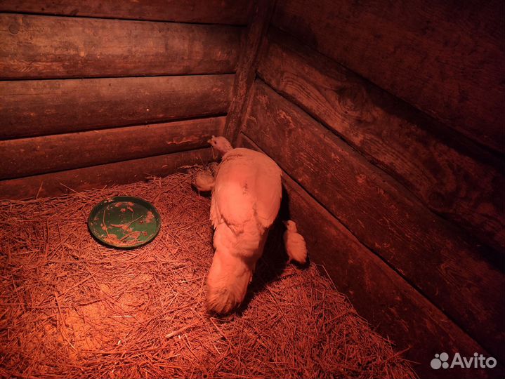 Индюкшка с индюшатами