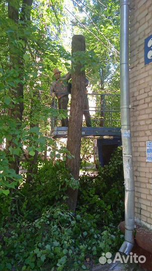 Спил деревьев