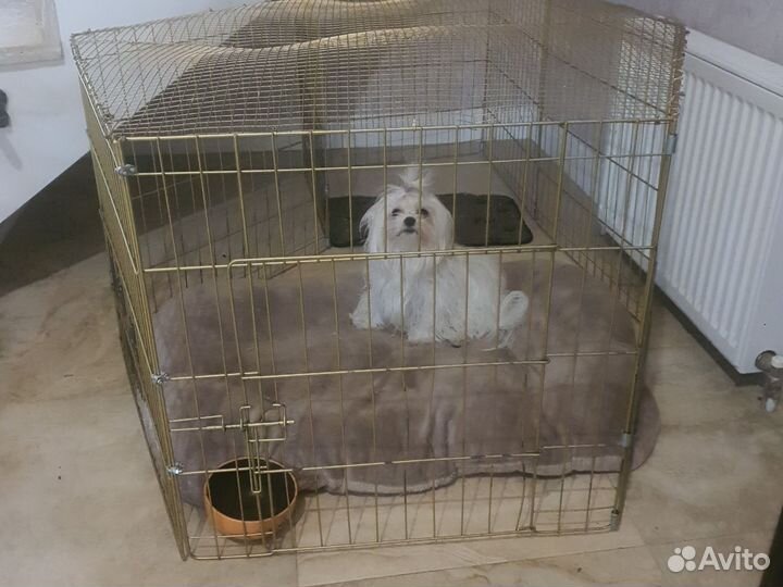 Передержку собак дома, не гостиница