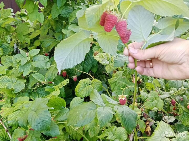 Саженцы желтой и красной малины