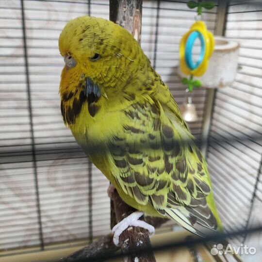 Попугаи ввп чехи