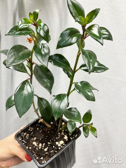 Комнатные цветы-гипоцирта