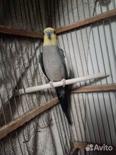Попугай корелла мальчик