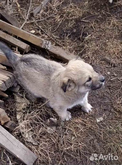 Щенки бесплатно