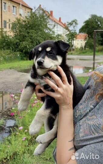 Щенок ищет дом