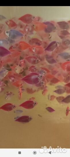 Тернеция гло