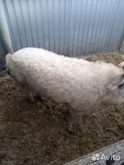 Хряк на случку