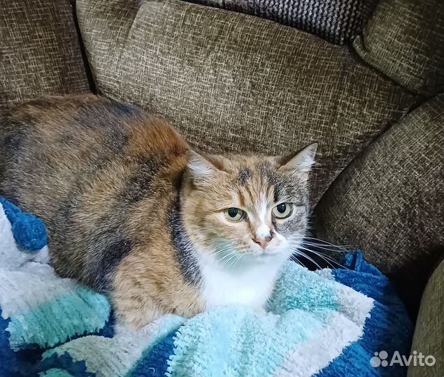 Кошка и котик