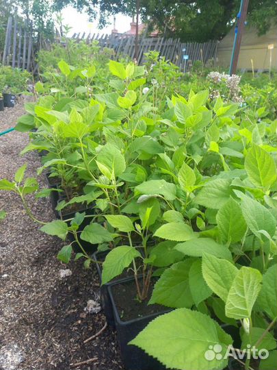 Гортензия древовидная из питомника растений