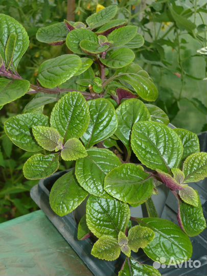 Комнатные цветы