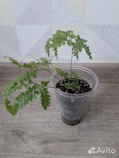 Папоротник адиантум