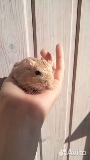 Песчанка