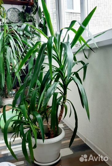 Продажа домашних растений