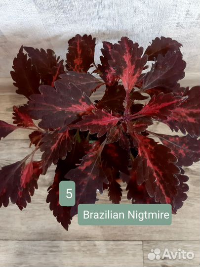 Колеусы вегетативные, ипомея батат