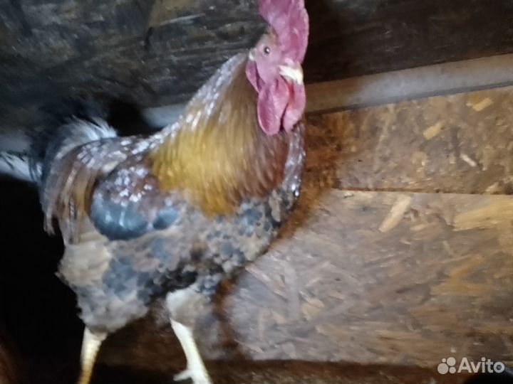 Селезень мускусной утки и петух на племя