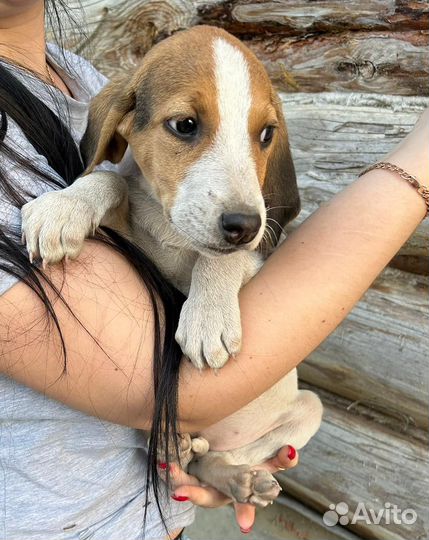 Щенки русской пегой гончей