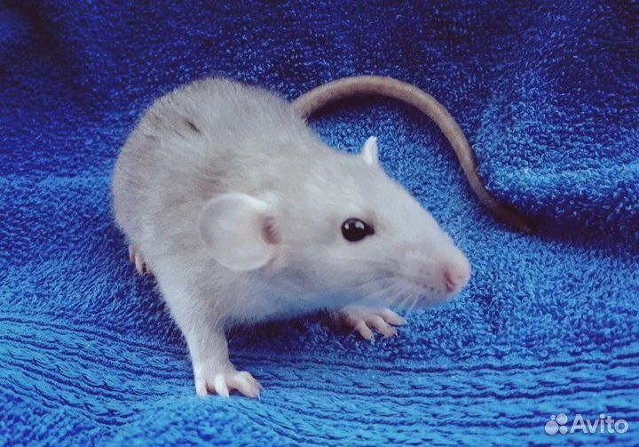 Крысята Дамбо