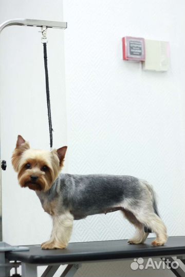 Грумминг/ стрижка собак/экспресс линька