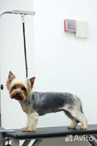 Грумминг/ стрижка собак/экспресс линька