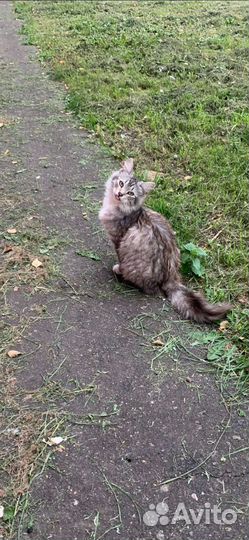 Поиск передержку за корм или сразу дом