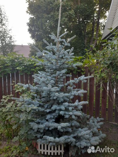 Ель голубая super блю 3м