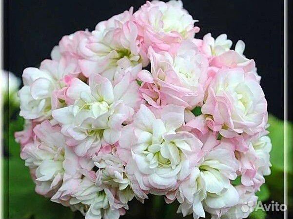 Пеларгония