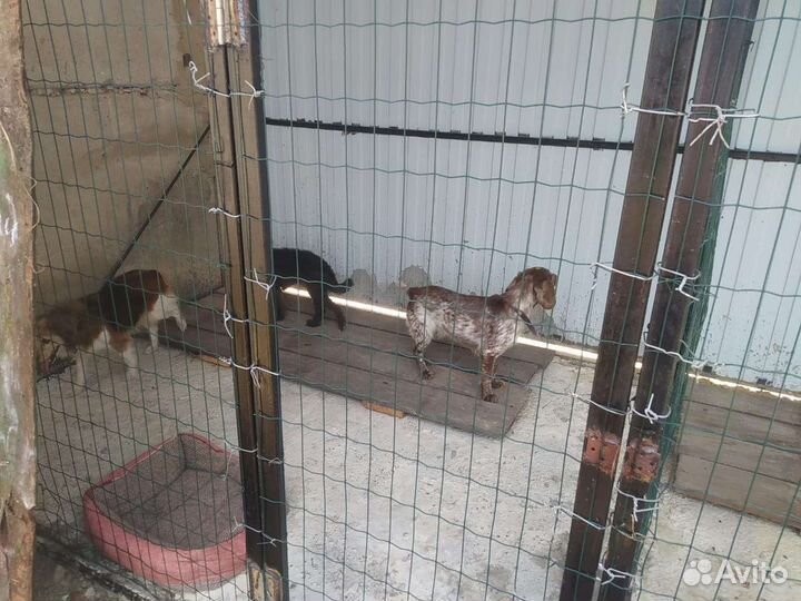 Передержка животных