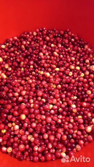 Клюква свежая