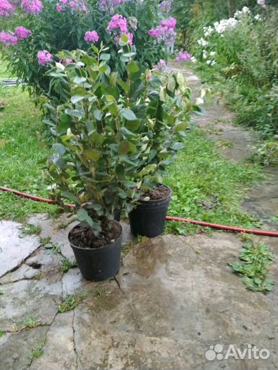 Кизильник блестящий, Cotoneaster lucidus