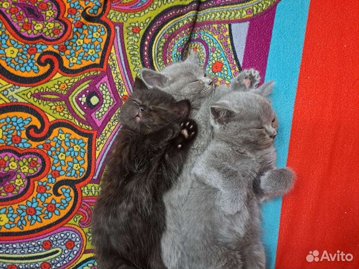 Котята от мамы-шотландки