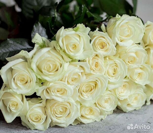 Высокие Розы Гиганты Доставка Круглосуточно