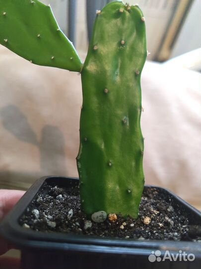 Опунция (кактусы, суккуленты)