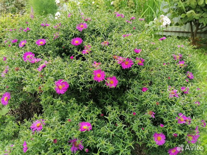 Саженцы многолетних растений для сада