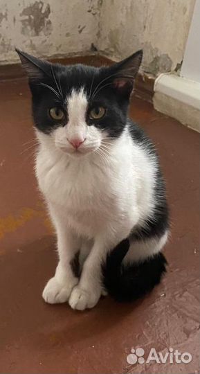 Кошка стерилизованная 8 месяцев с доставкой
