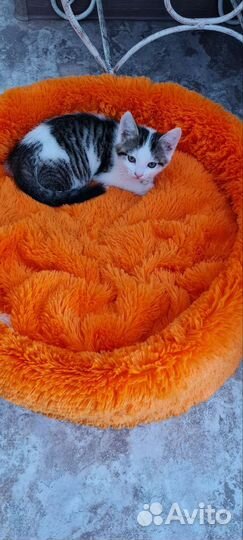 Кошка в дар бесплатно