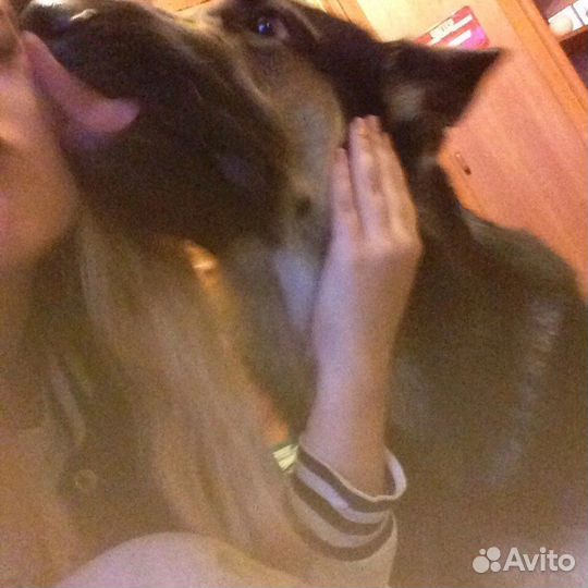 Передержка животных