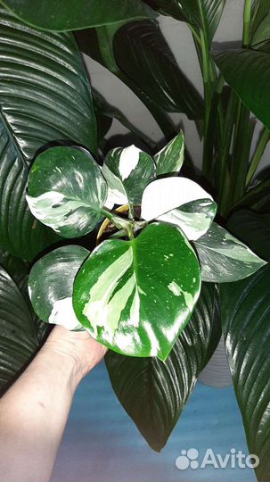 Филодендрон white wizard