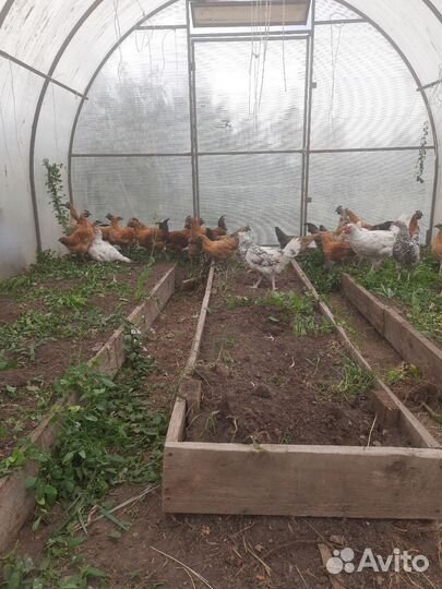 Петухи лакеданзи