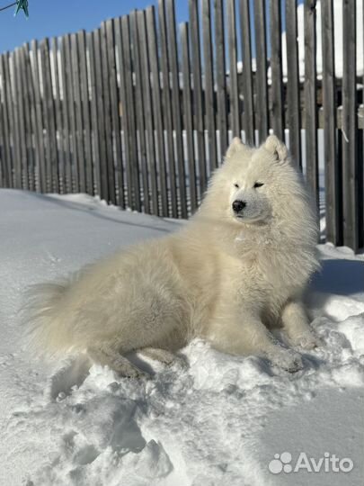 Вязка самоед