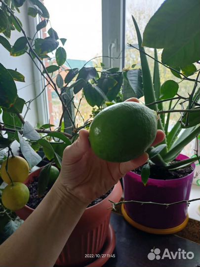 Черенки плодоносящих лимонов укоренённые и нет