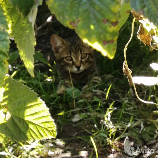 Отдам котенка