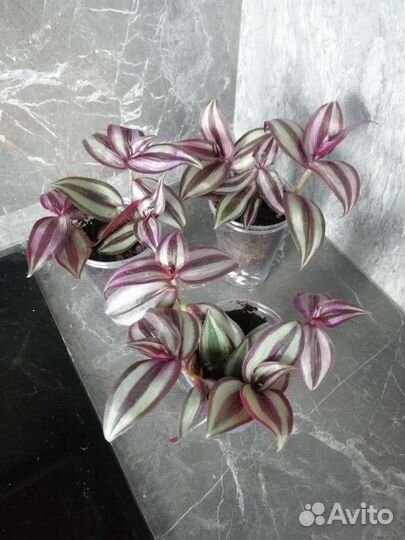 Традесканции разные