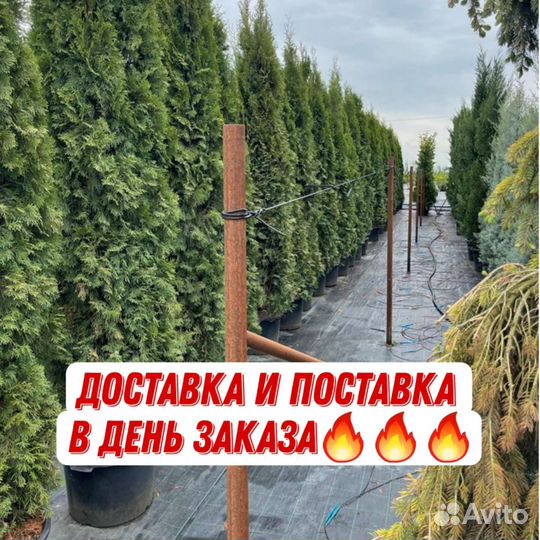 Туи Смарагд, Колумна, Ауреа, шаровидные