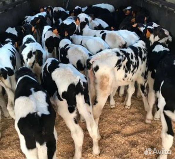 Бычки телята скороспелые